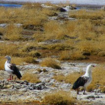 Geese of Laguna Salinas